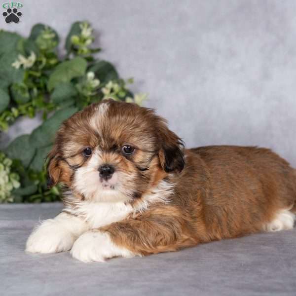 Cocoa, Shih Tzu Puppy